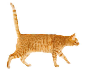 cat-1