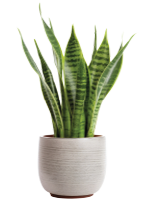 plant-1